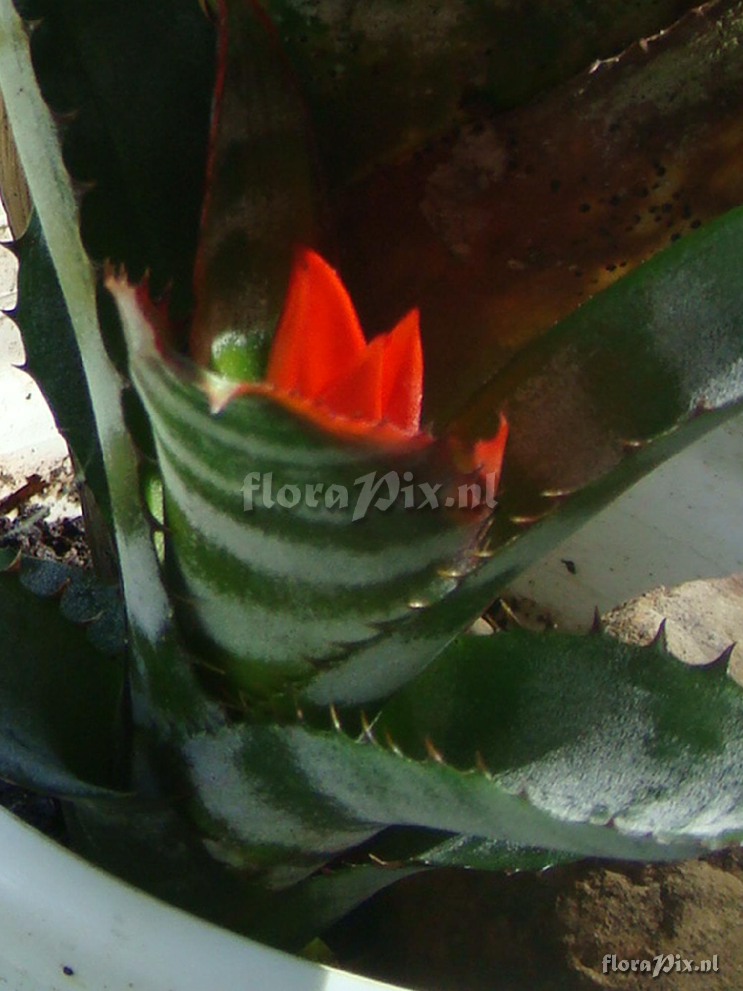 AECHMEA chantini-dwarf