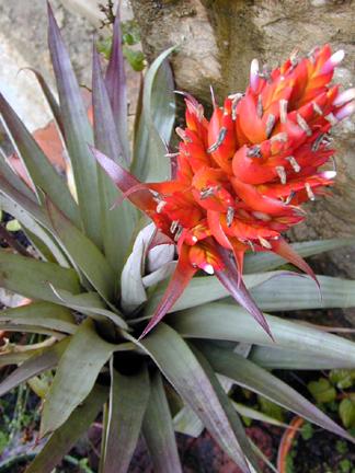 TILLANDSIA turneri