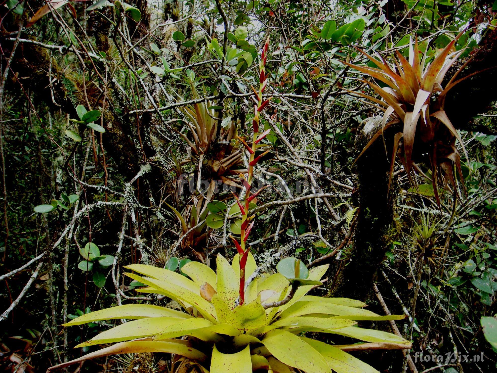 TILLANDSIA tovarensis