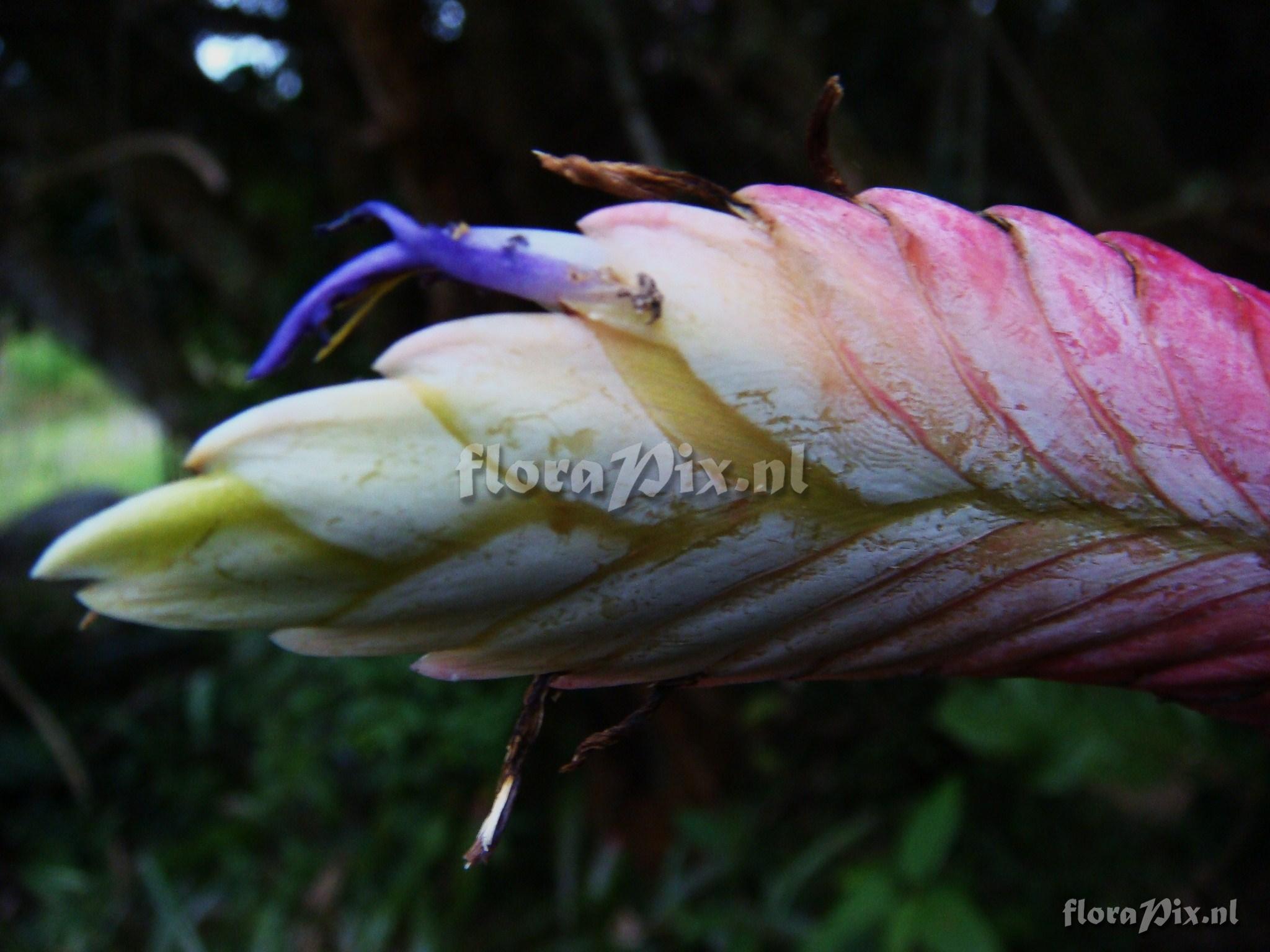 TILLANDSIA fendleri