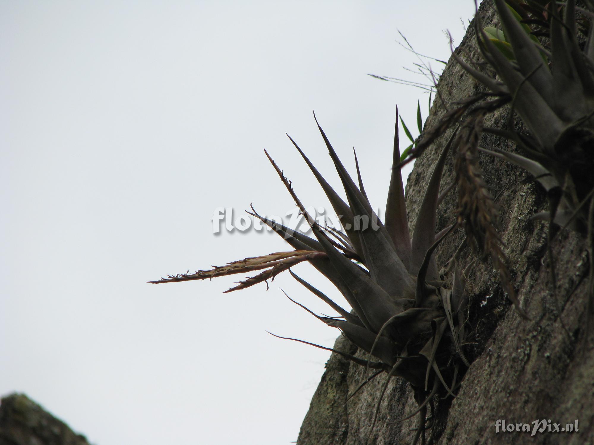 Tillandsia 