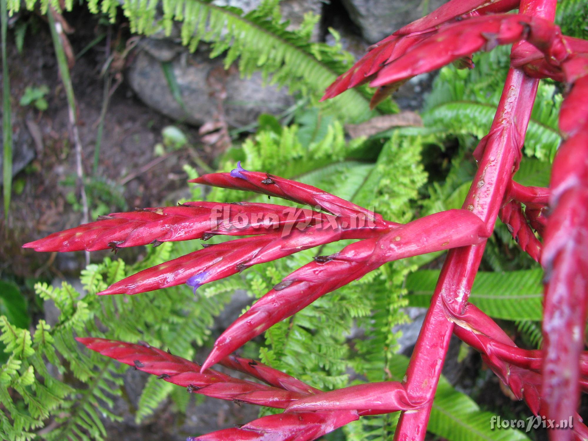 Tillandsia machupicchuensis 