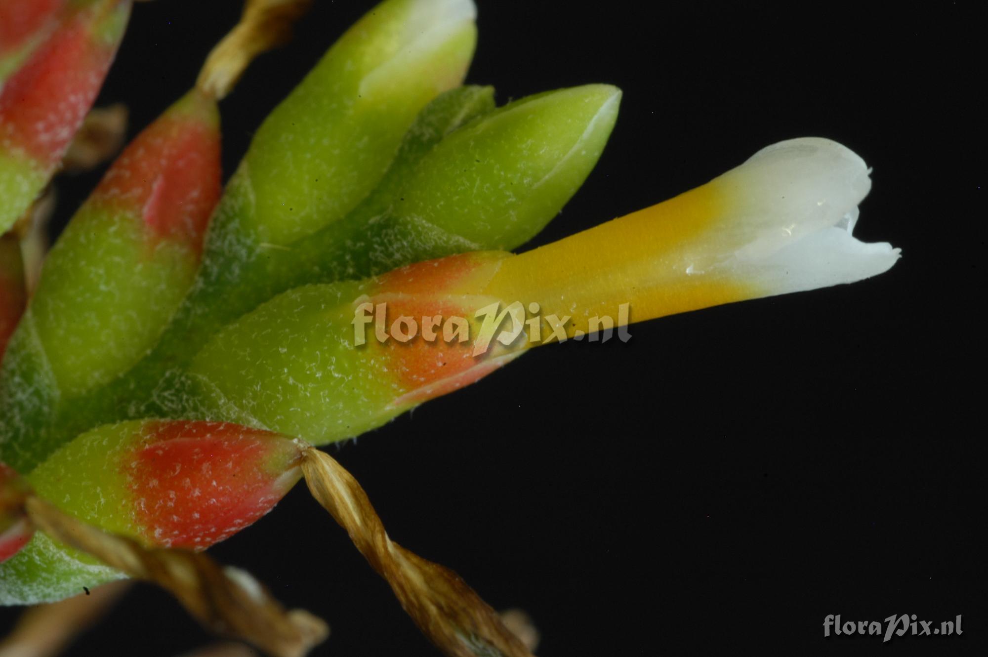 Aechmea roeseliae