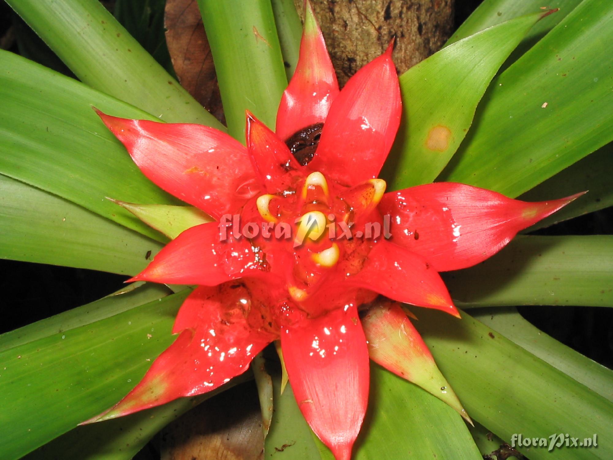 Guzmania lingulata