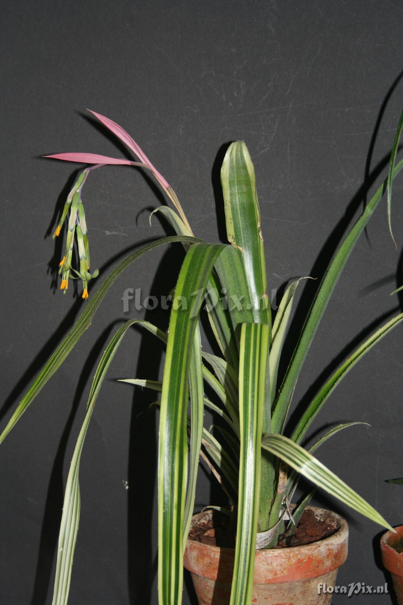 Billbergia nutans variegata