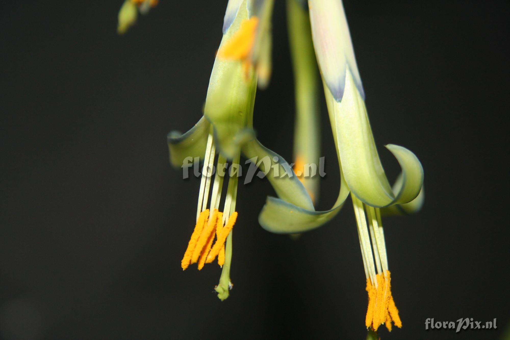 Billbergia nutans variegata