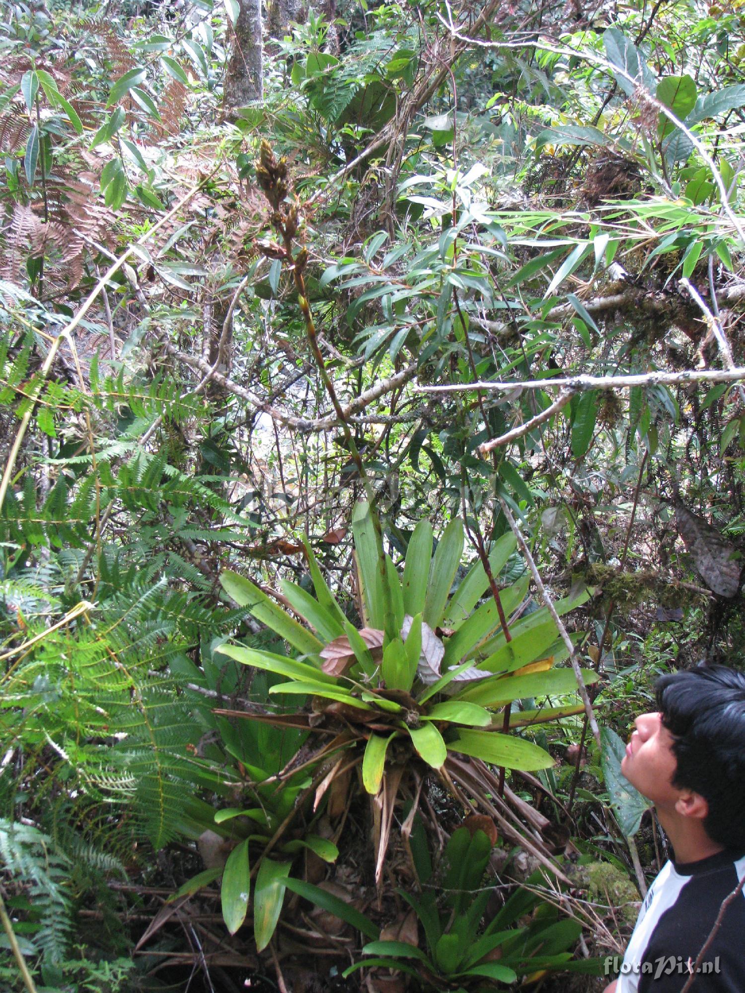Guzmania cuzcoensis   