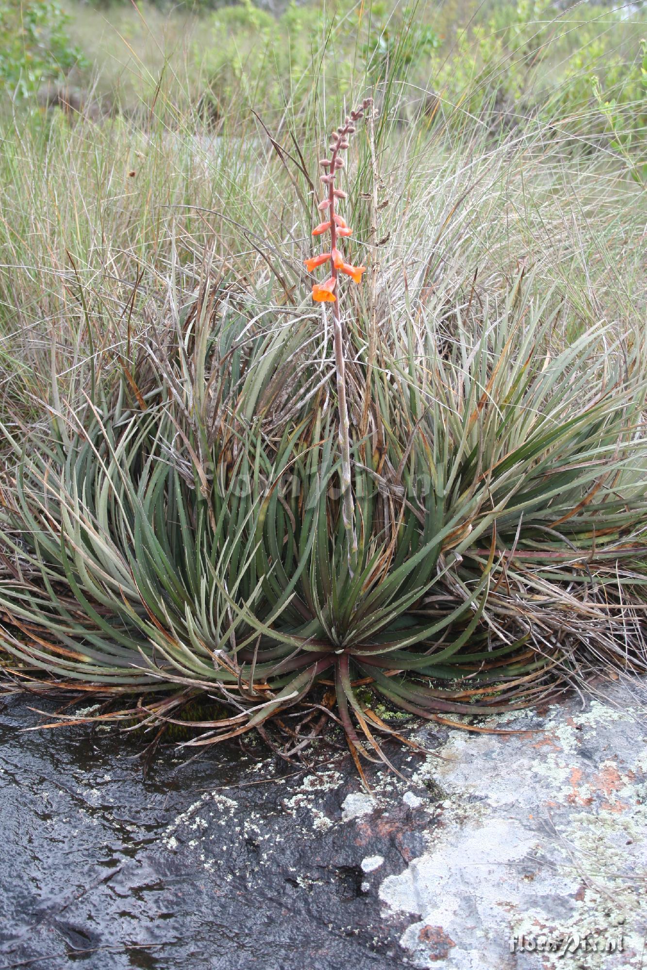 Dyckia crocea