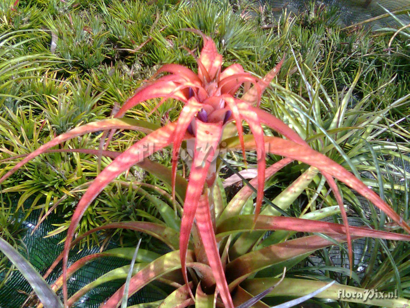 Tillandsia capitata "peach"