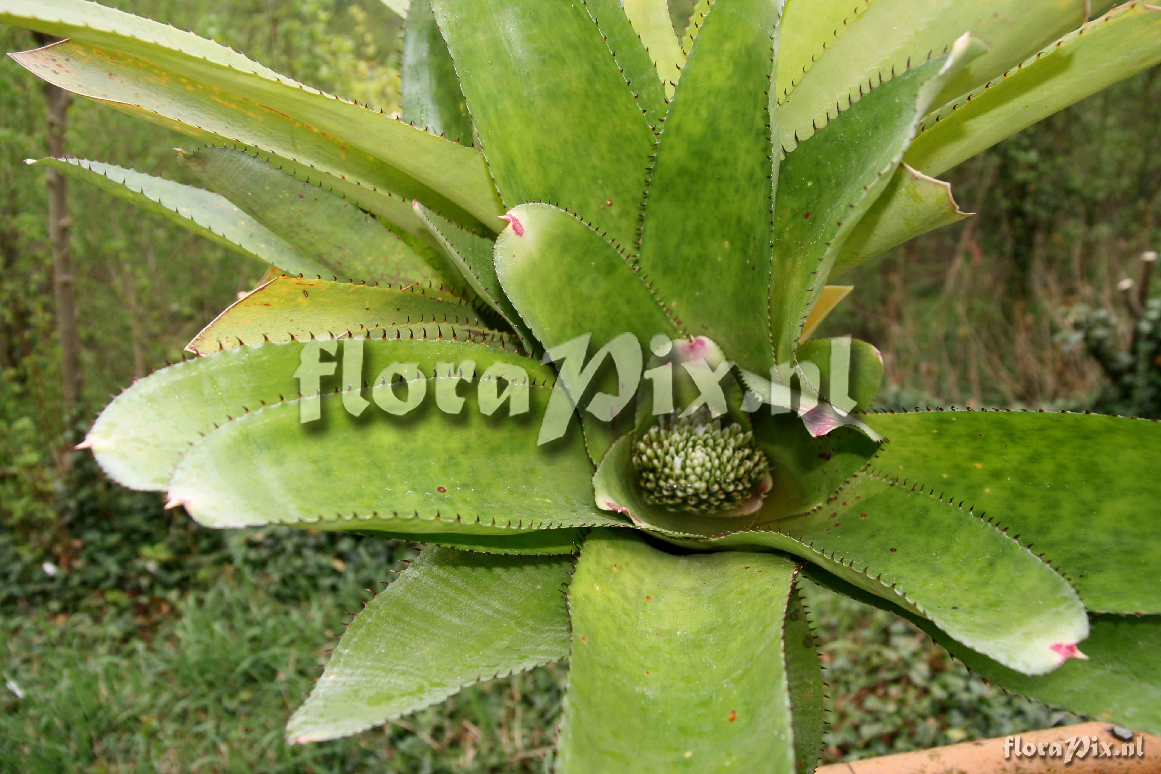 Neoregelia johannis