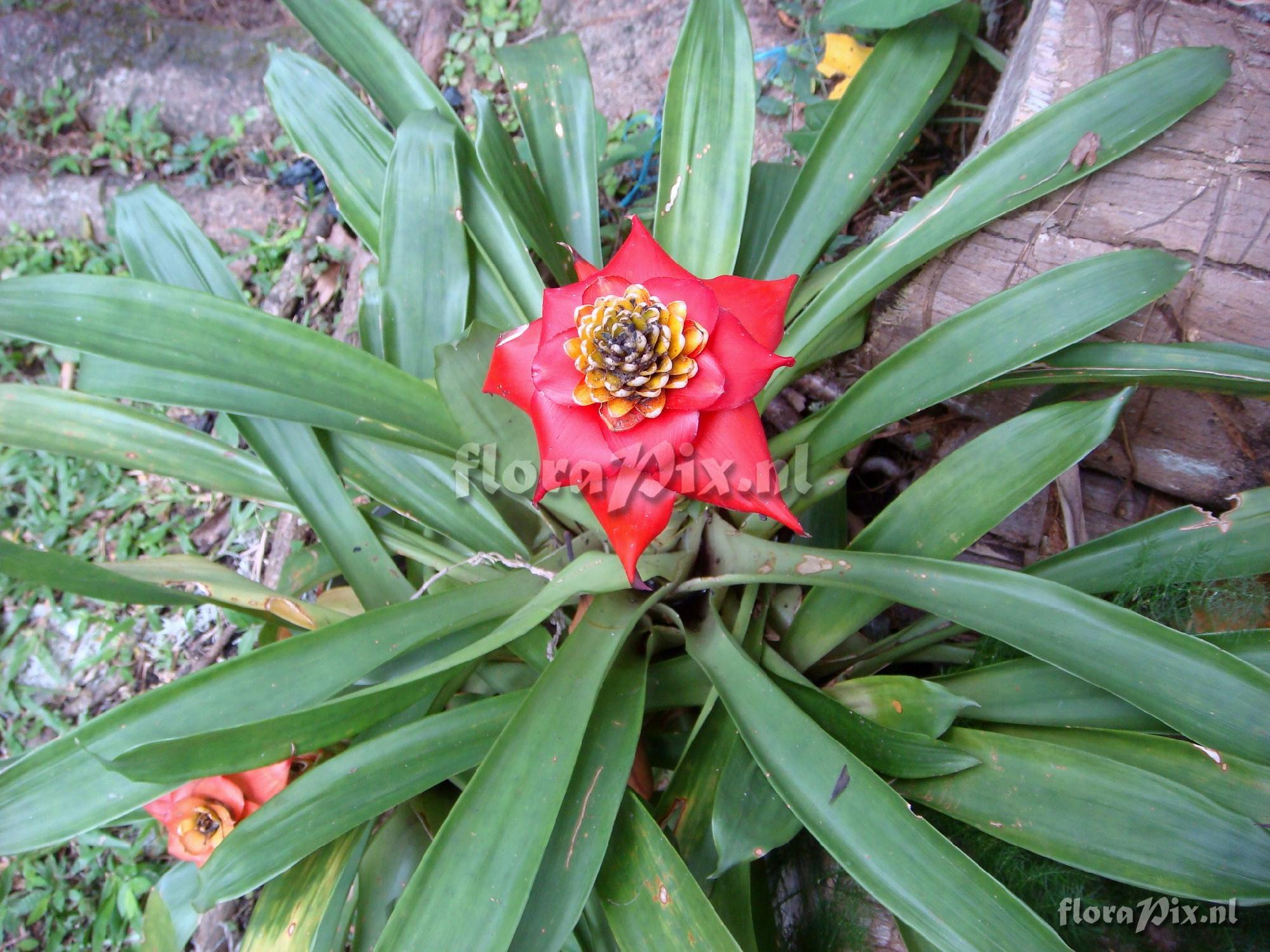 Guzmania Lingulata