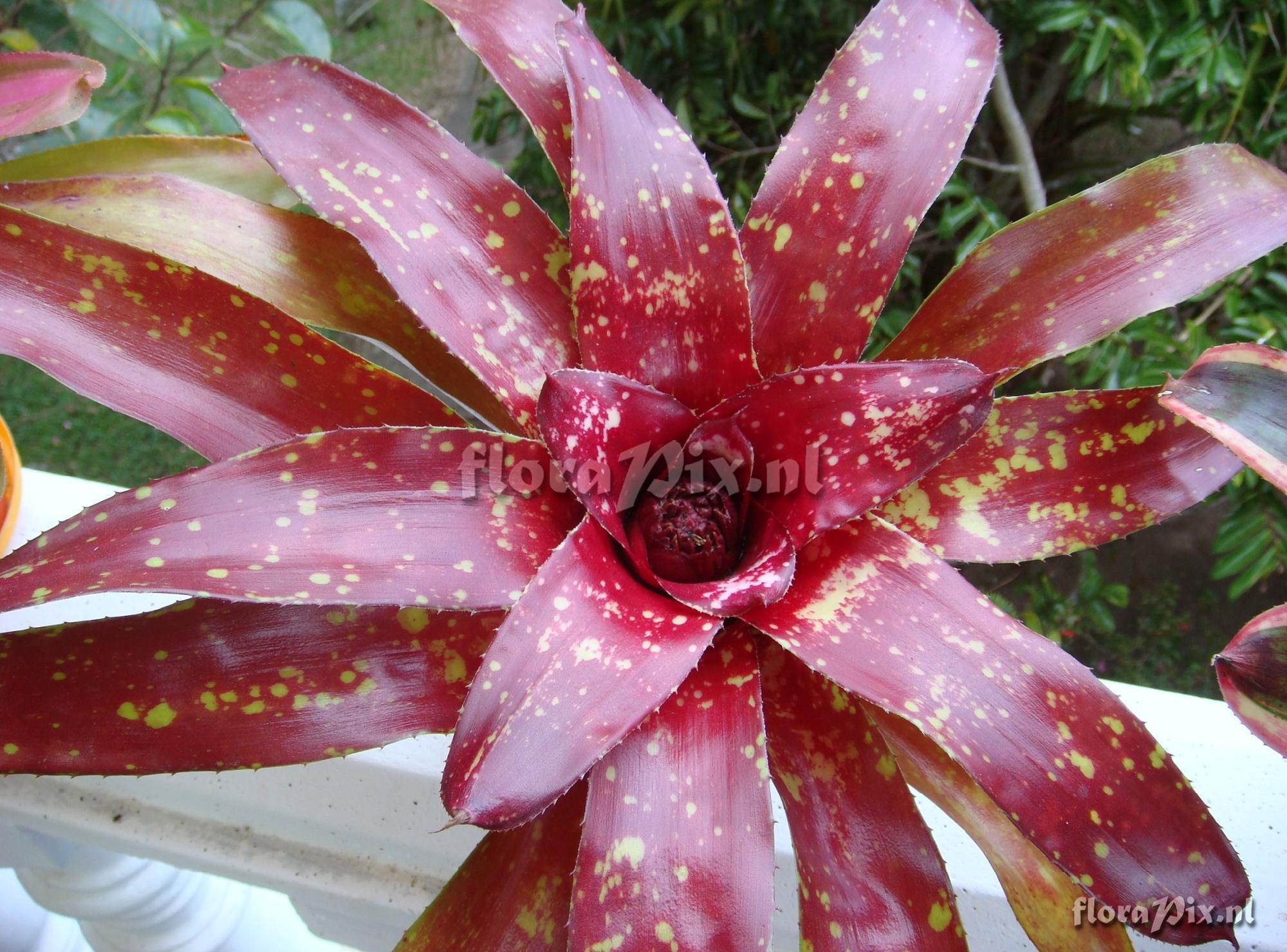 Neoregelia Milagro