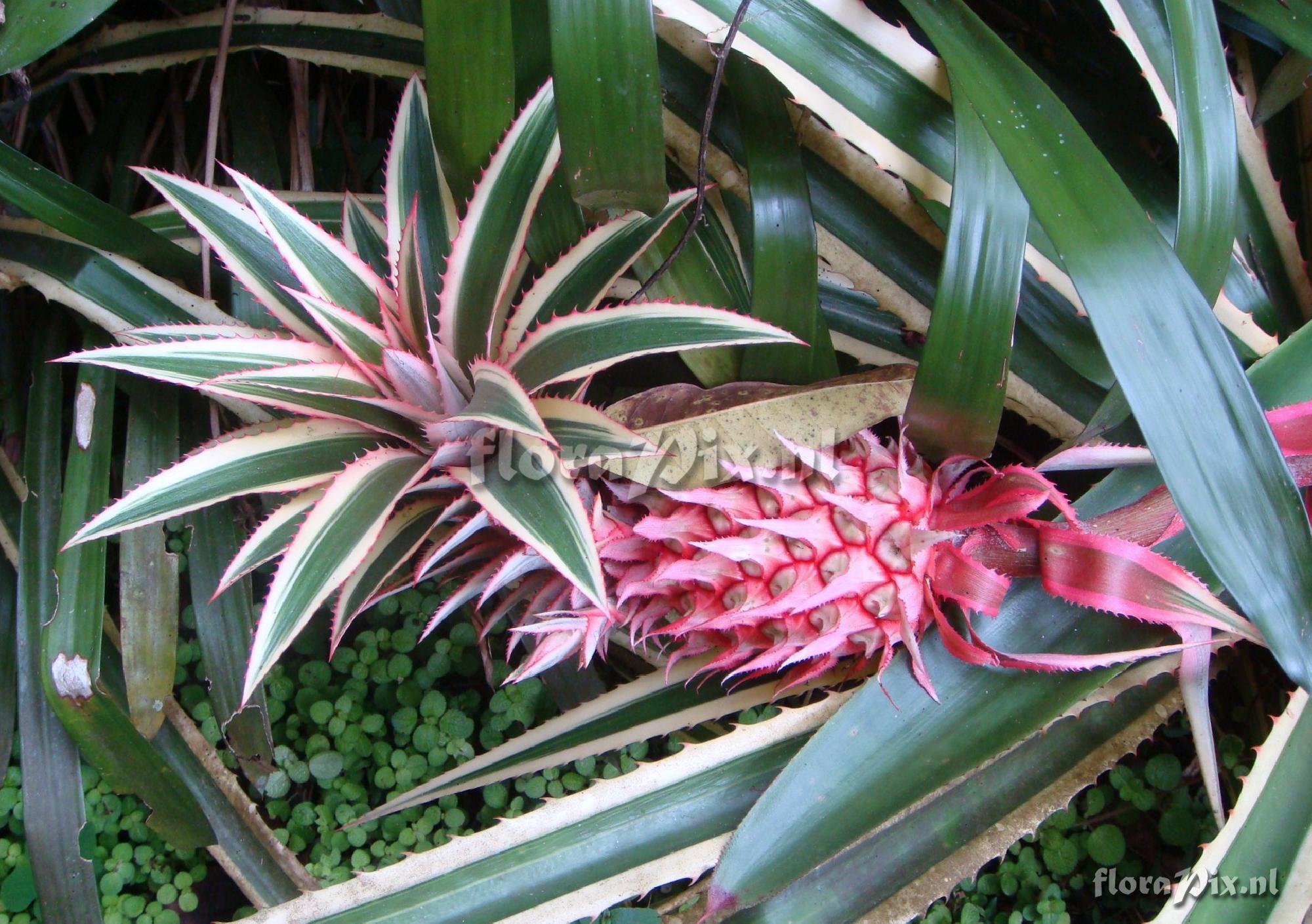 Ananas Comosus -variegada