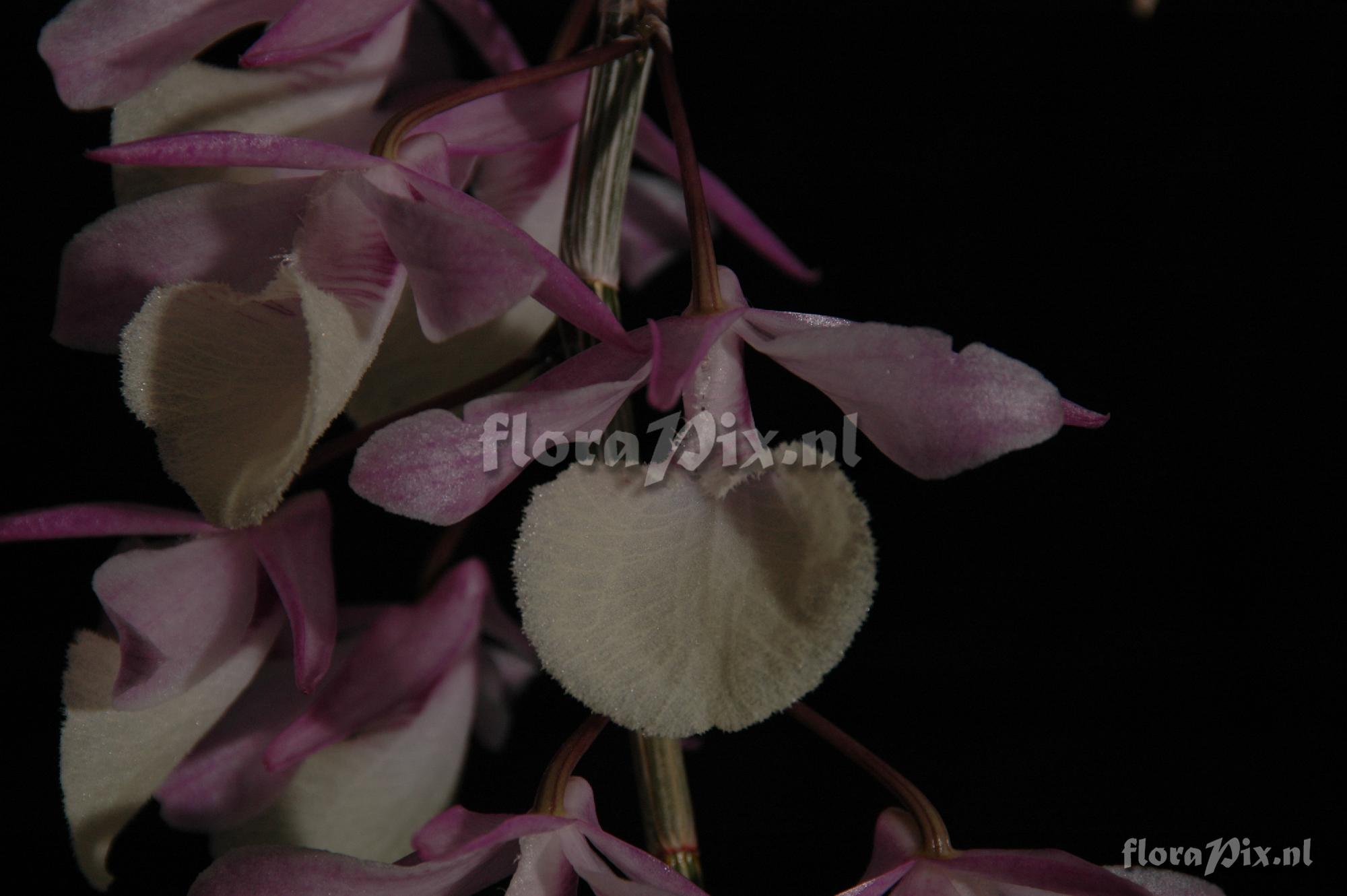 Dendrobium aphyllum