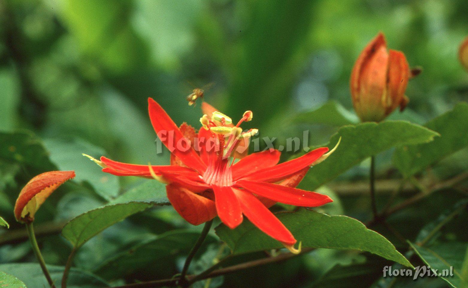 Passiflora coccinea 