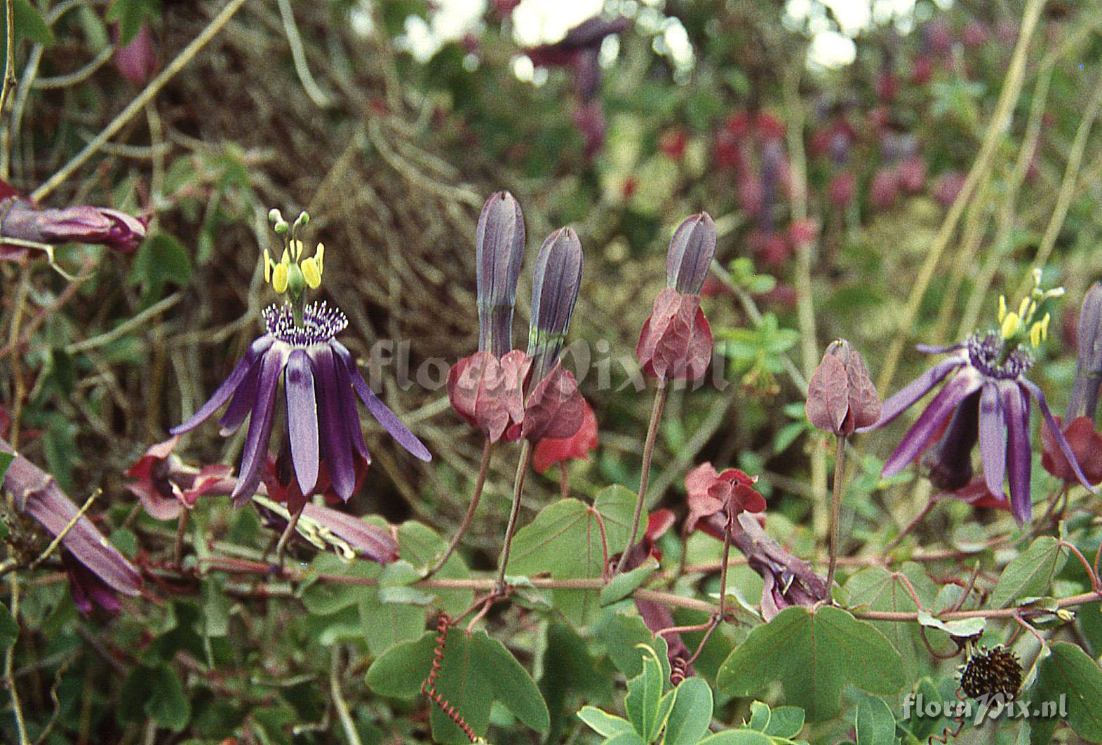 Passiflora umbilicata