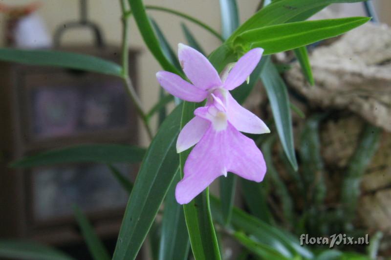 Oerstedella centradenia