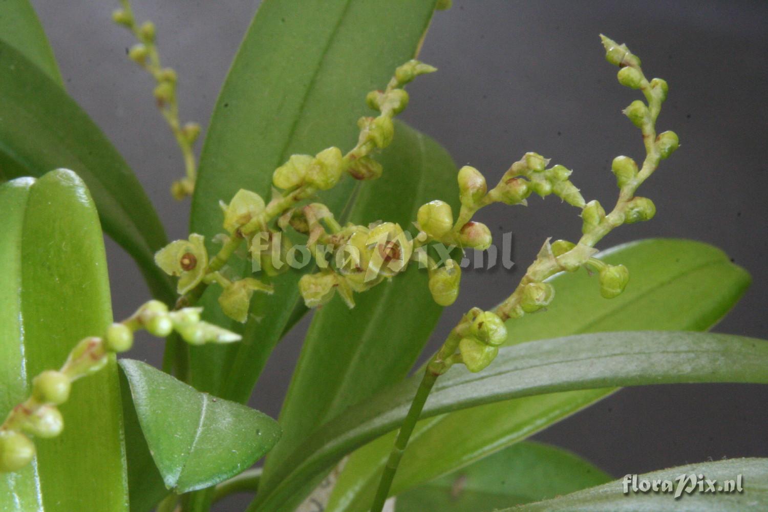 Stelis argentata