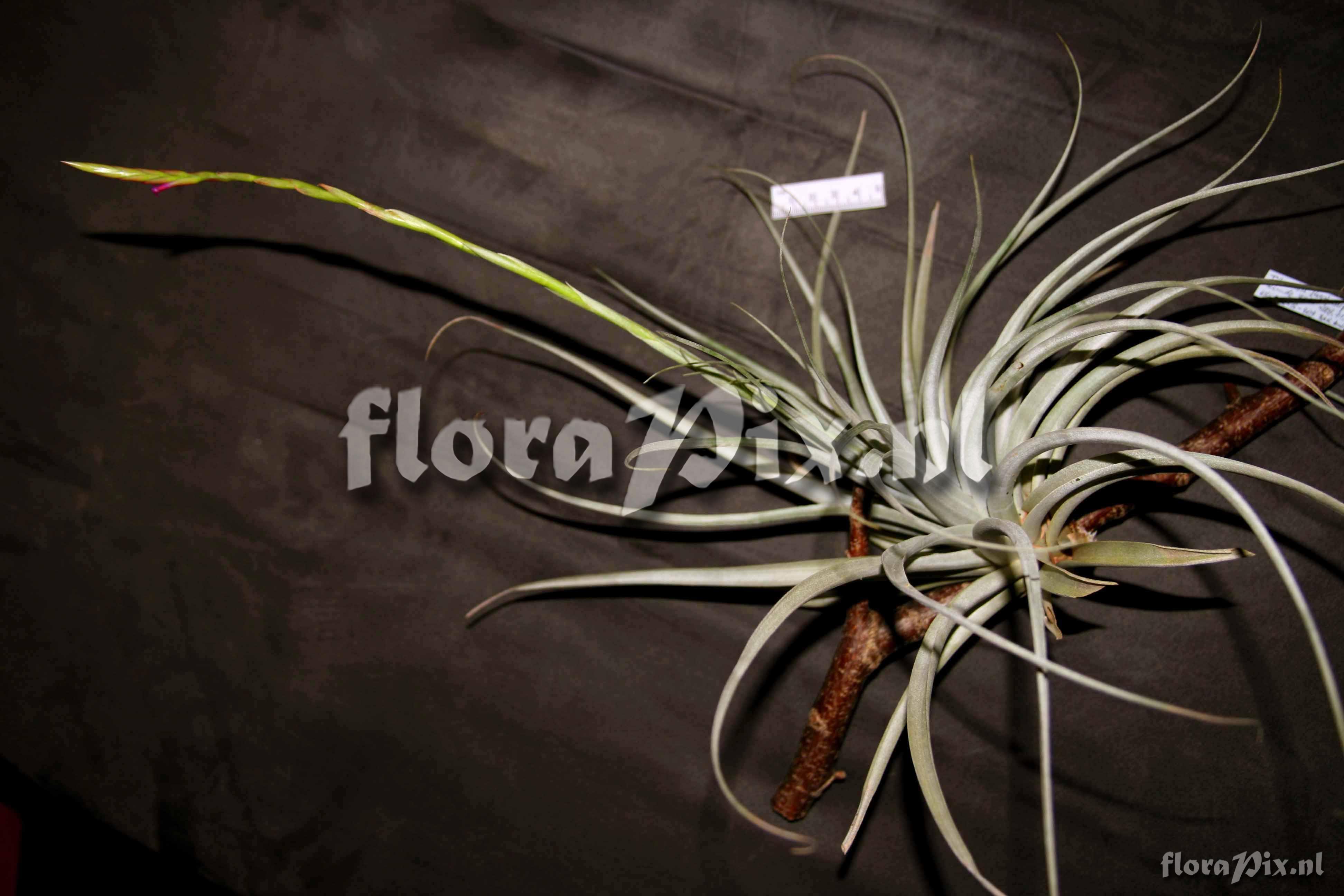 Tillandsia sp.