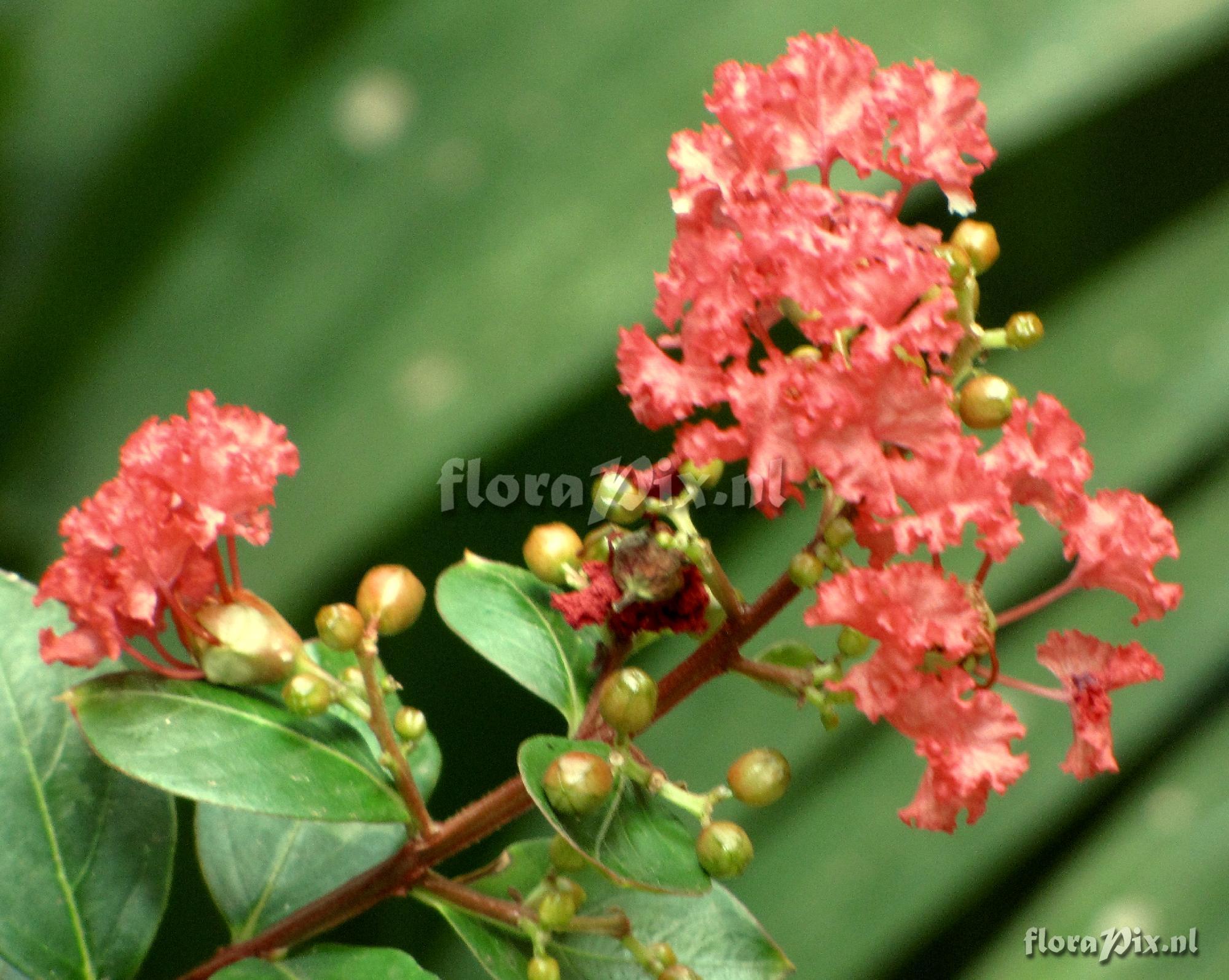 Lagerstroemia sp. 