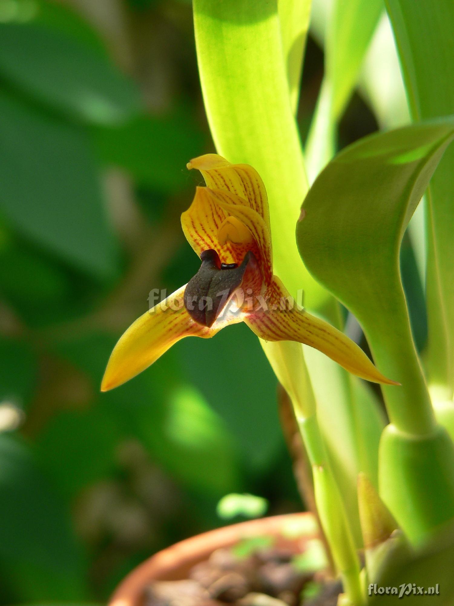 Maxillaria cucullata