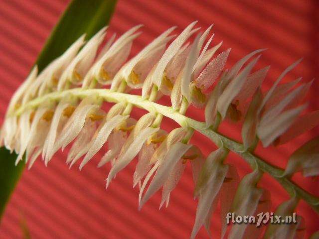 Dendrochilum glumaceum