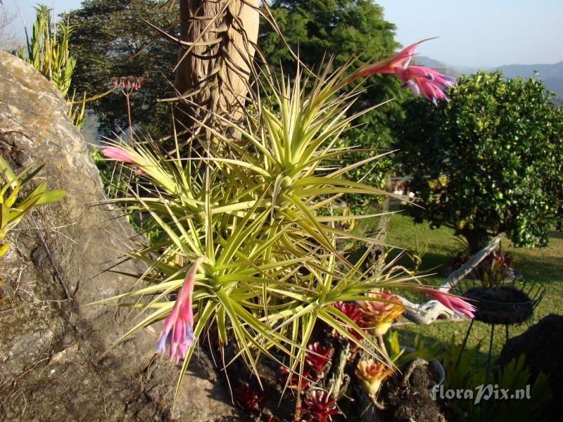 Tillandsia tenuifolia var. tenuifolia