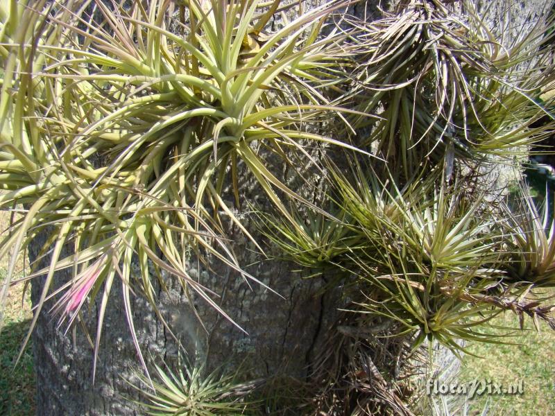 Tillandsia tenuifolia var. tenuifolia