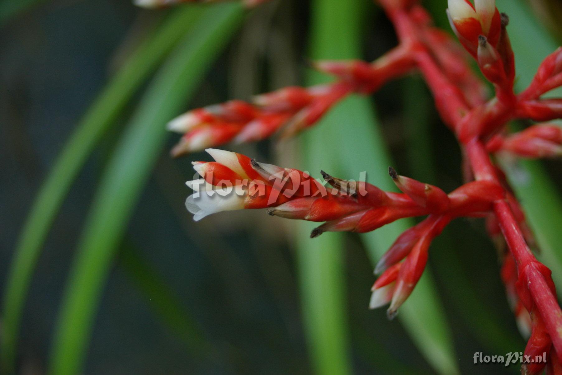 Guzmania cundinamarcae