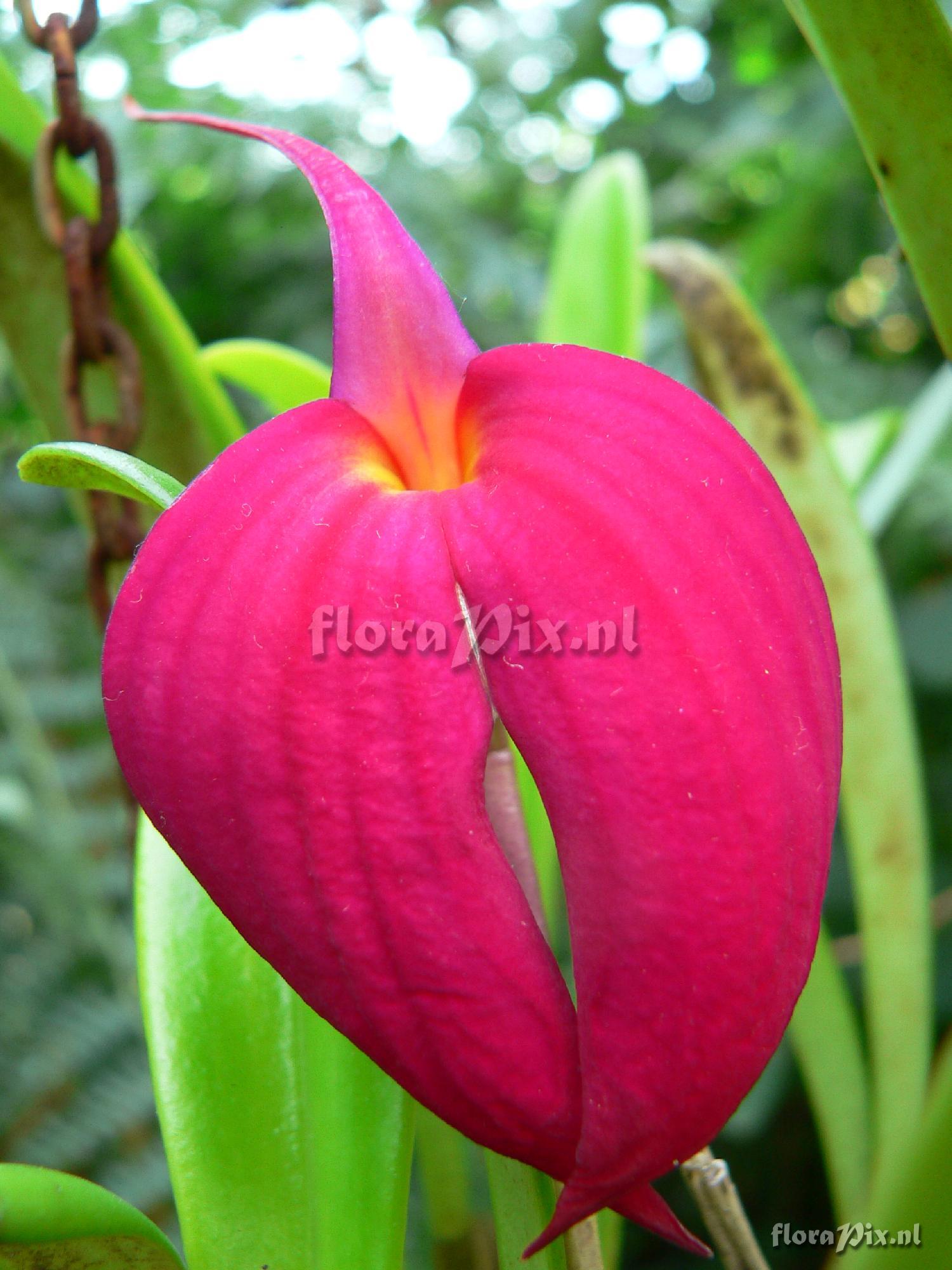 Masdevallia coccinea 