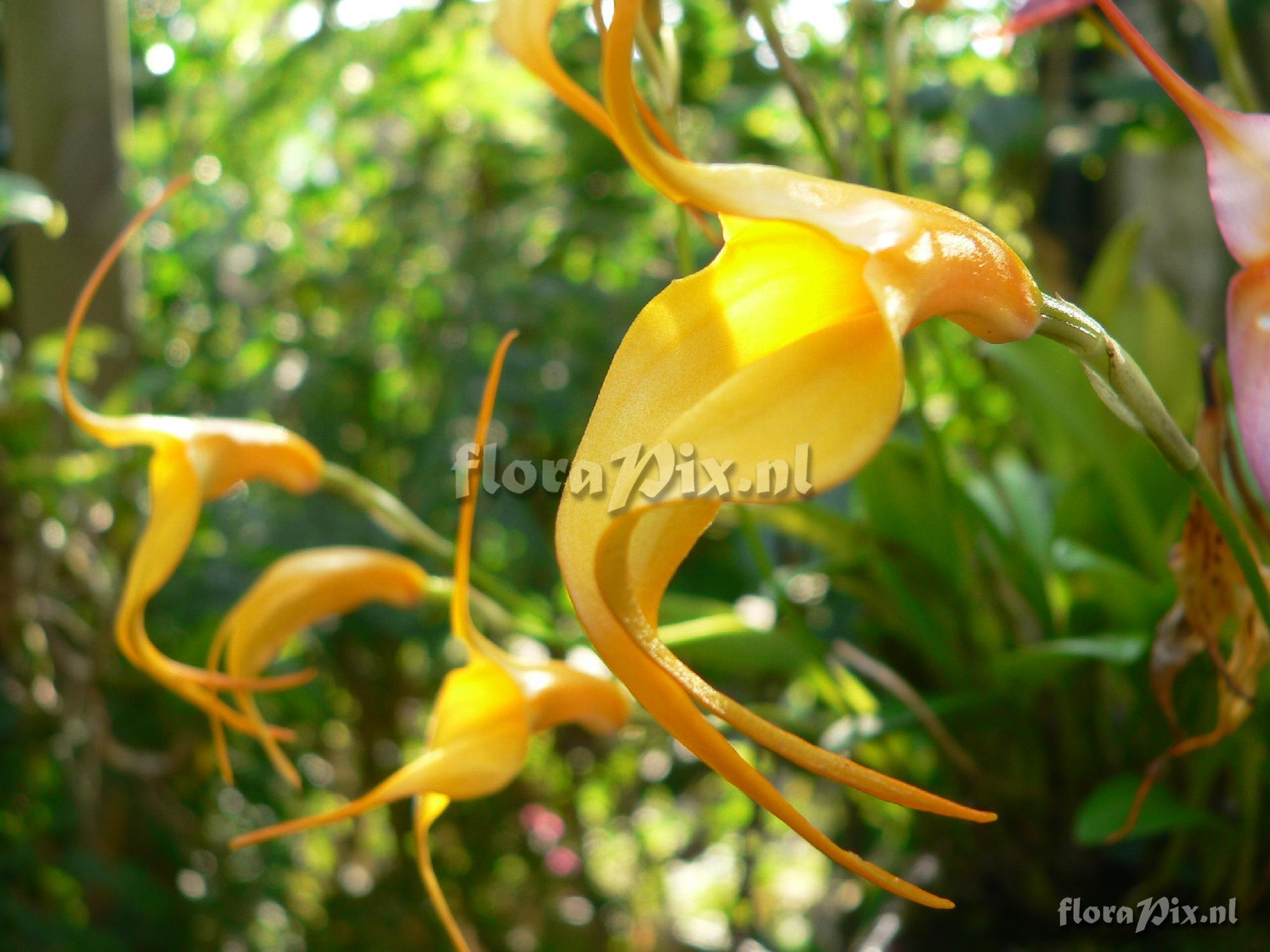 Masdevallia cultivar