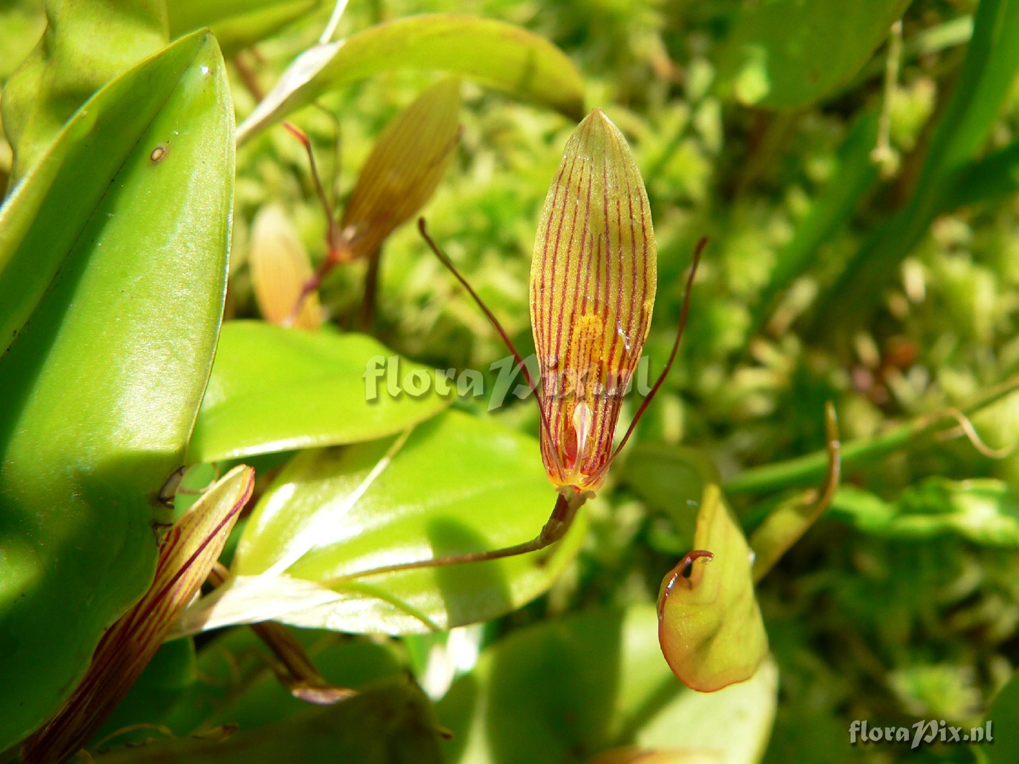 Restrepia antennifera