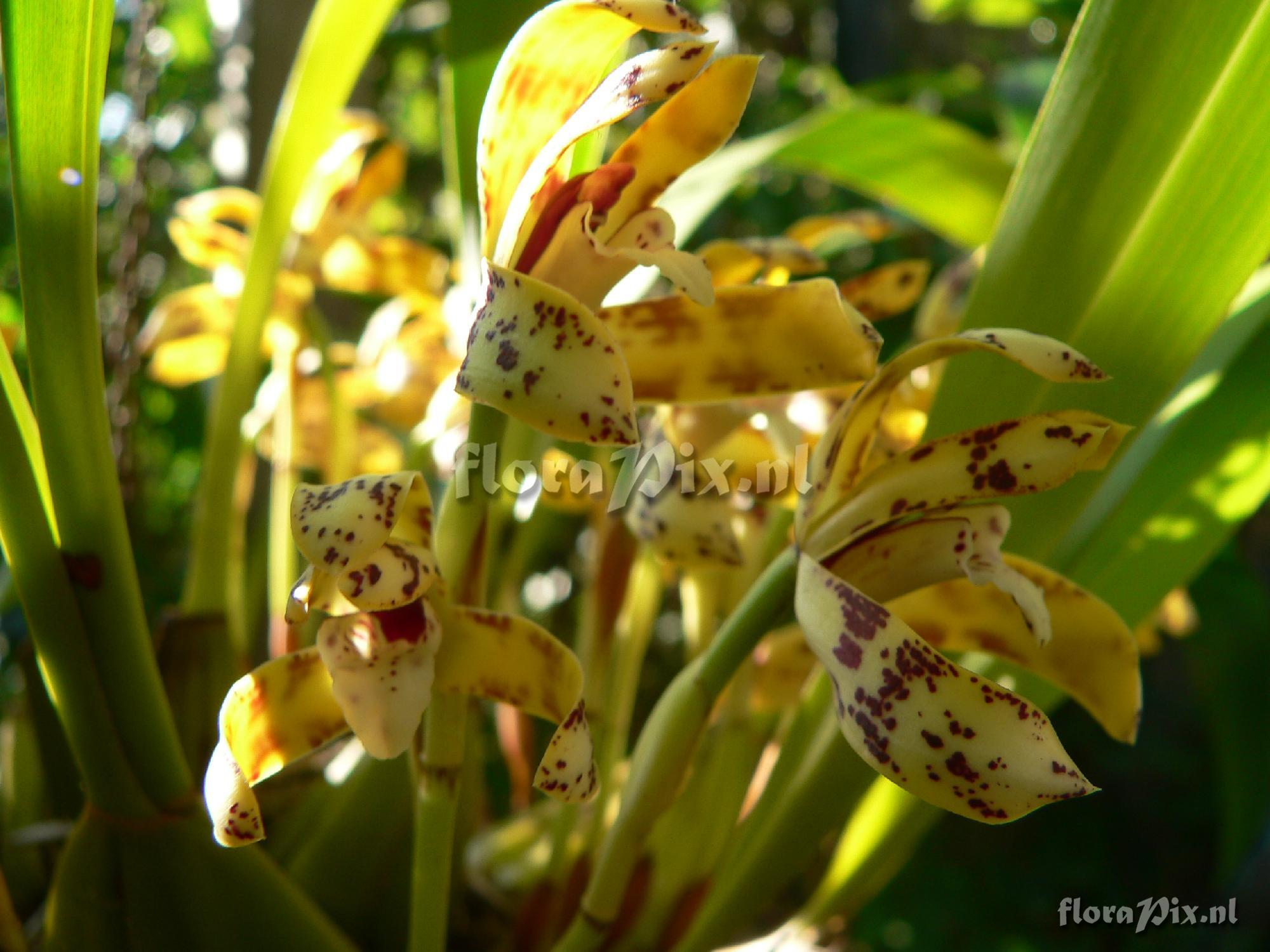 Maxillaria picta