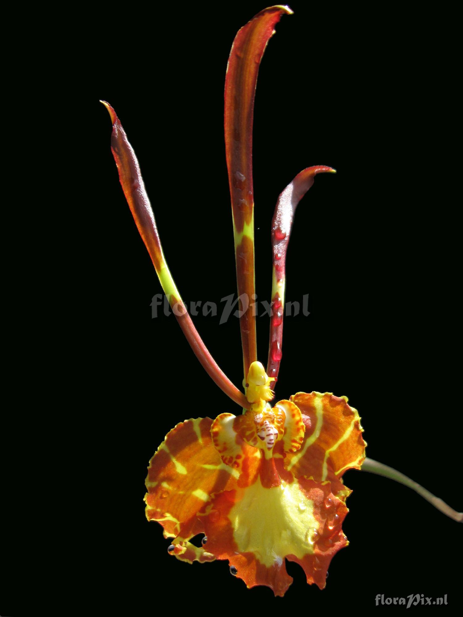 Psychopsis papilio (LINDL.) H.G. JONES