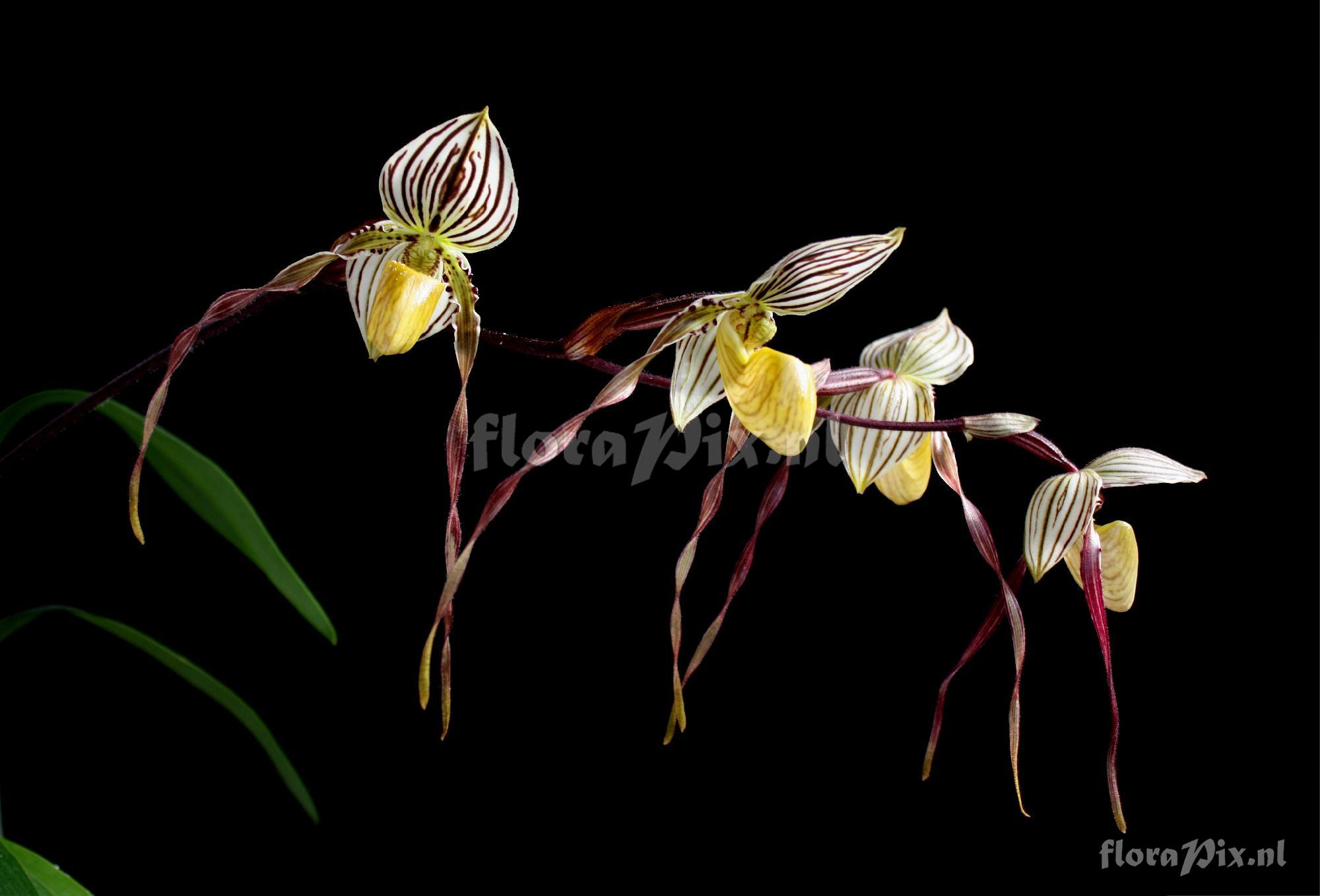 Paphiopedilum philippinense var roebelenii (Veitch