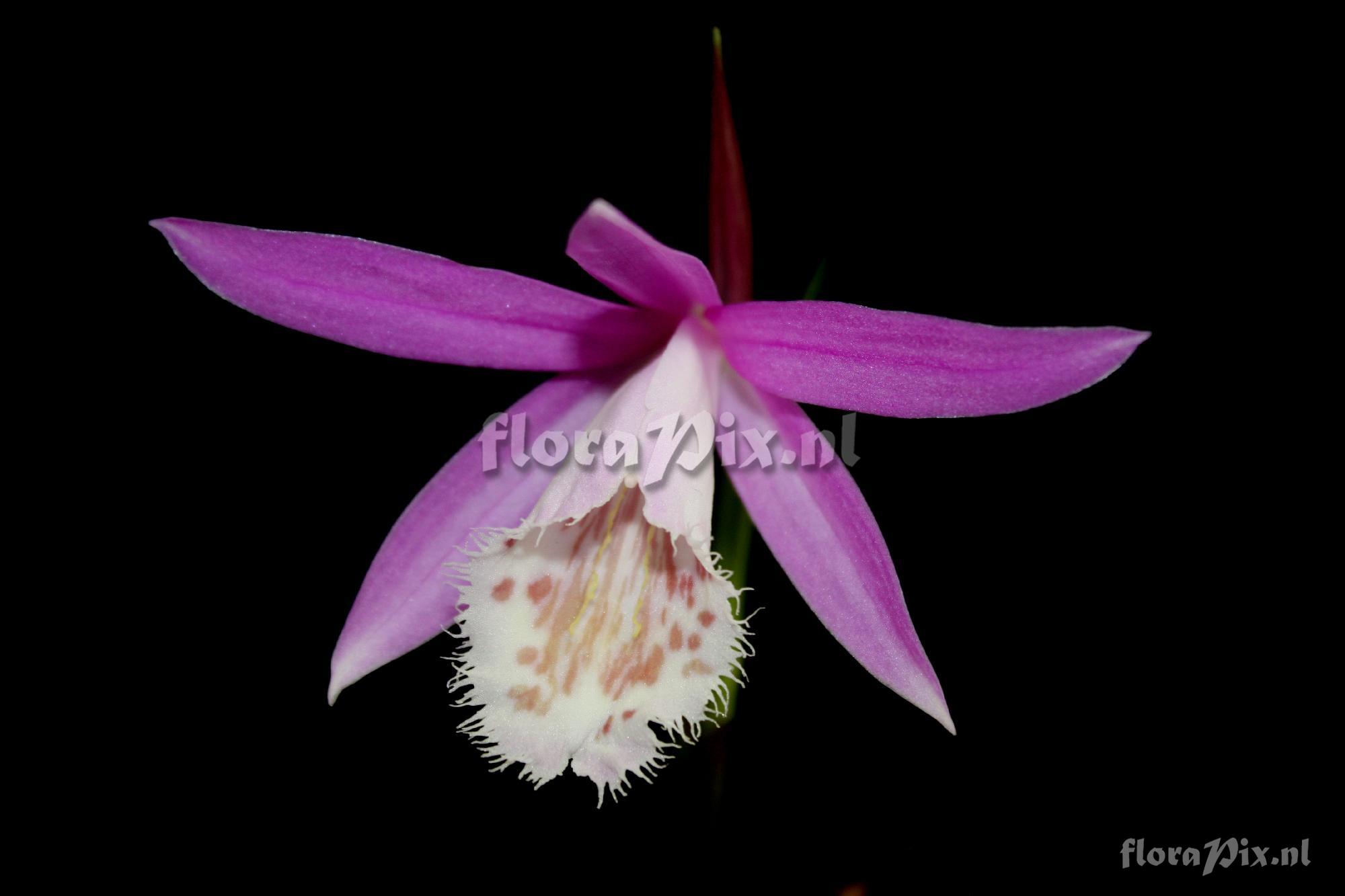 Pleione formosana Hayata