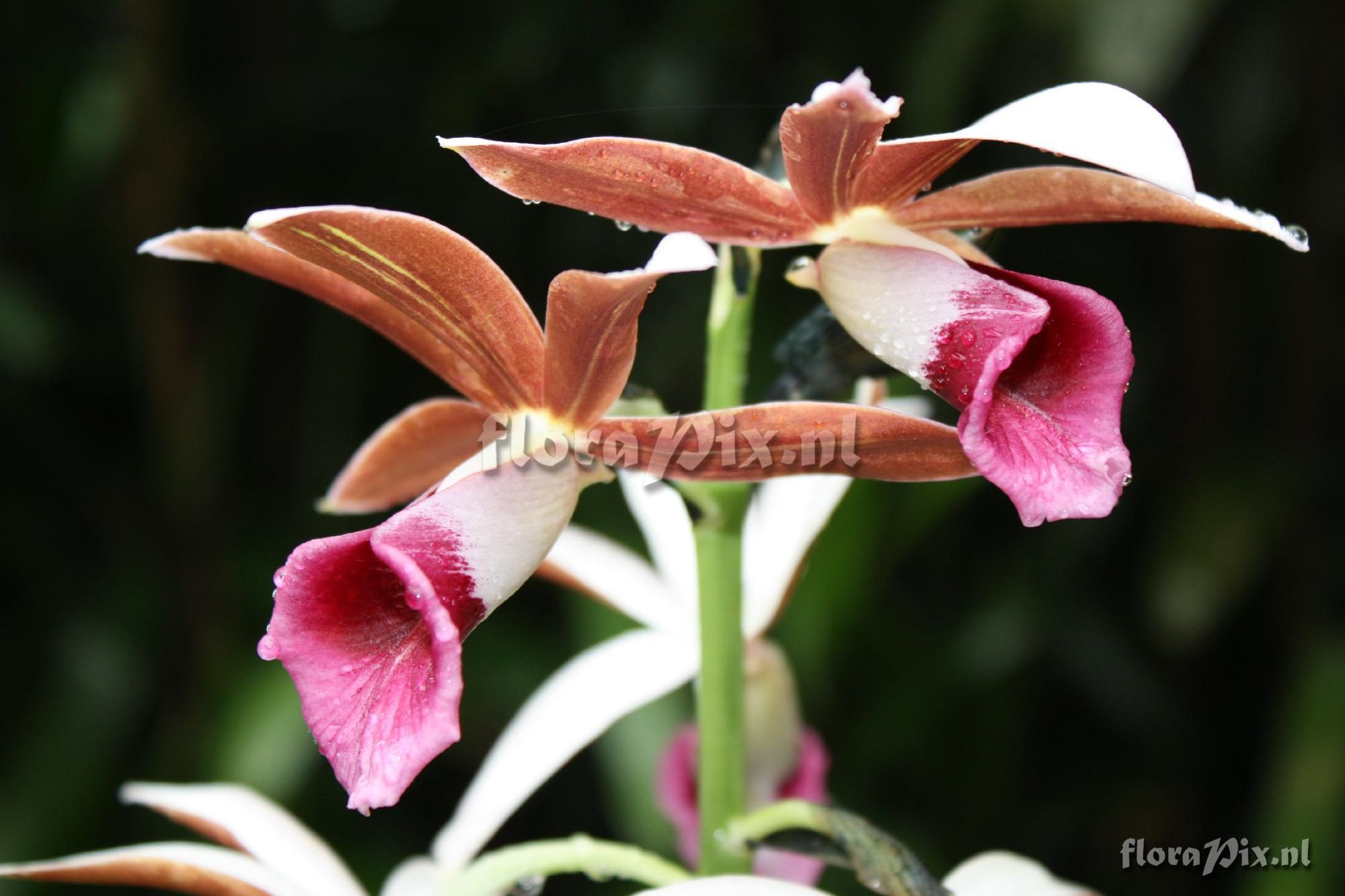 Phaius tankervilleae [Banks]Blume 1852 