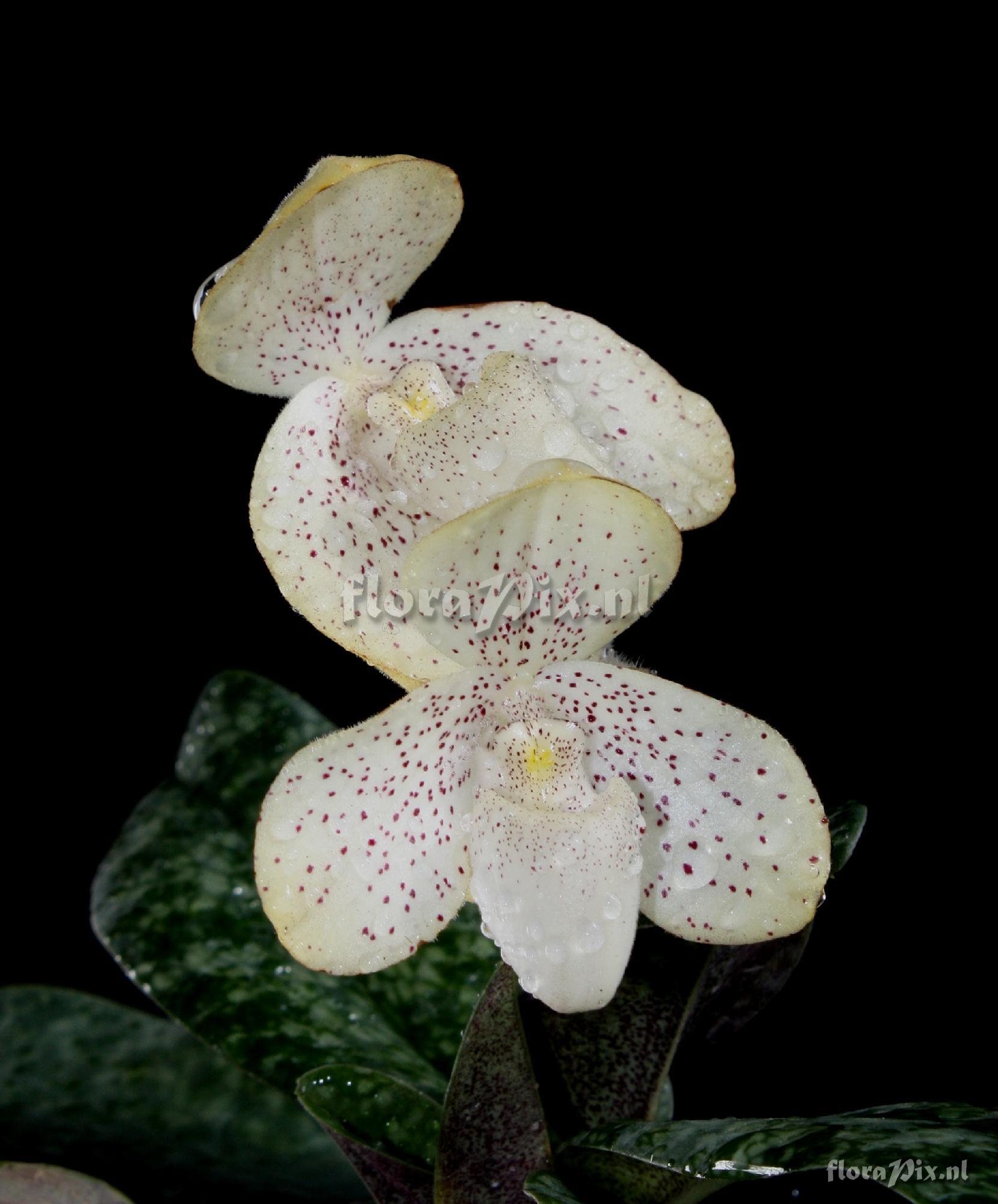 Paphiopedilum concolor (Lindl. ex Bateman) Pfitzer