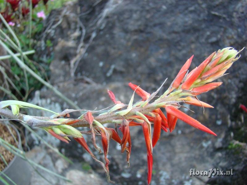 Pitcairnia sp