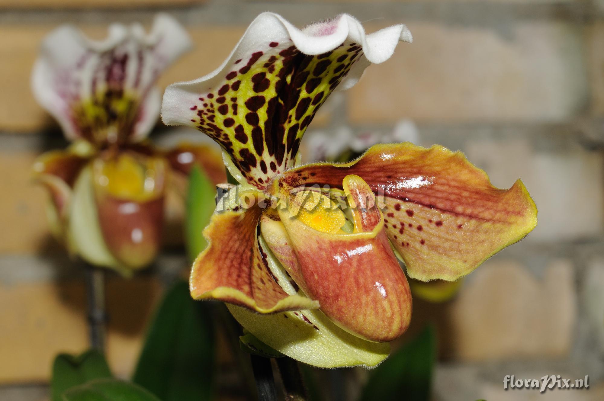 Paphiopedilum Hybride