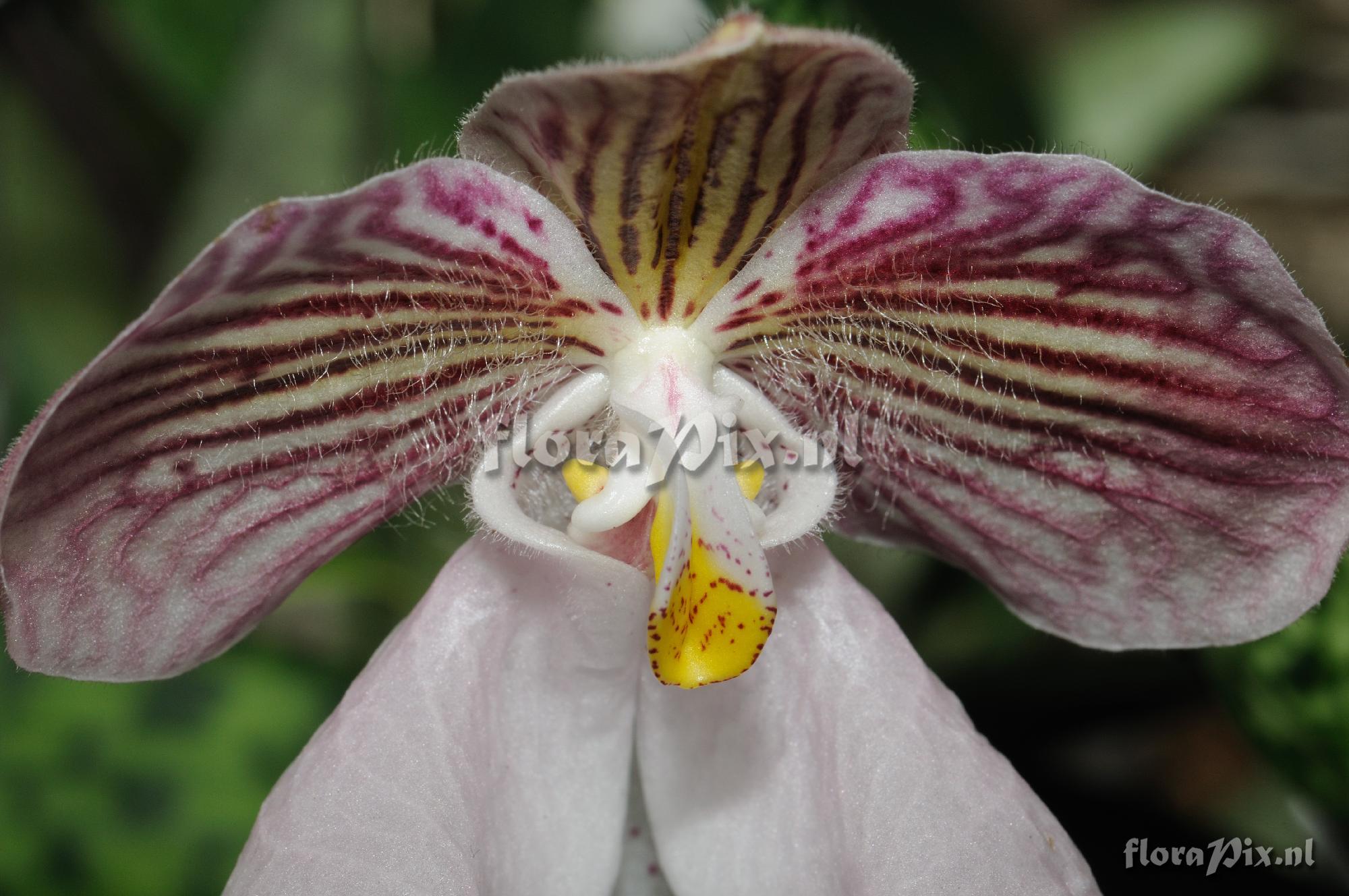 Paphiopedilum micranthum