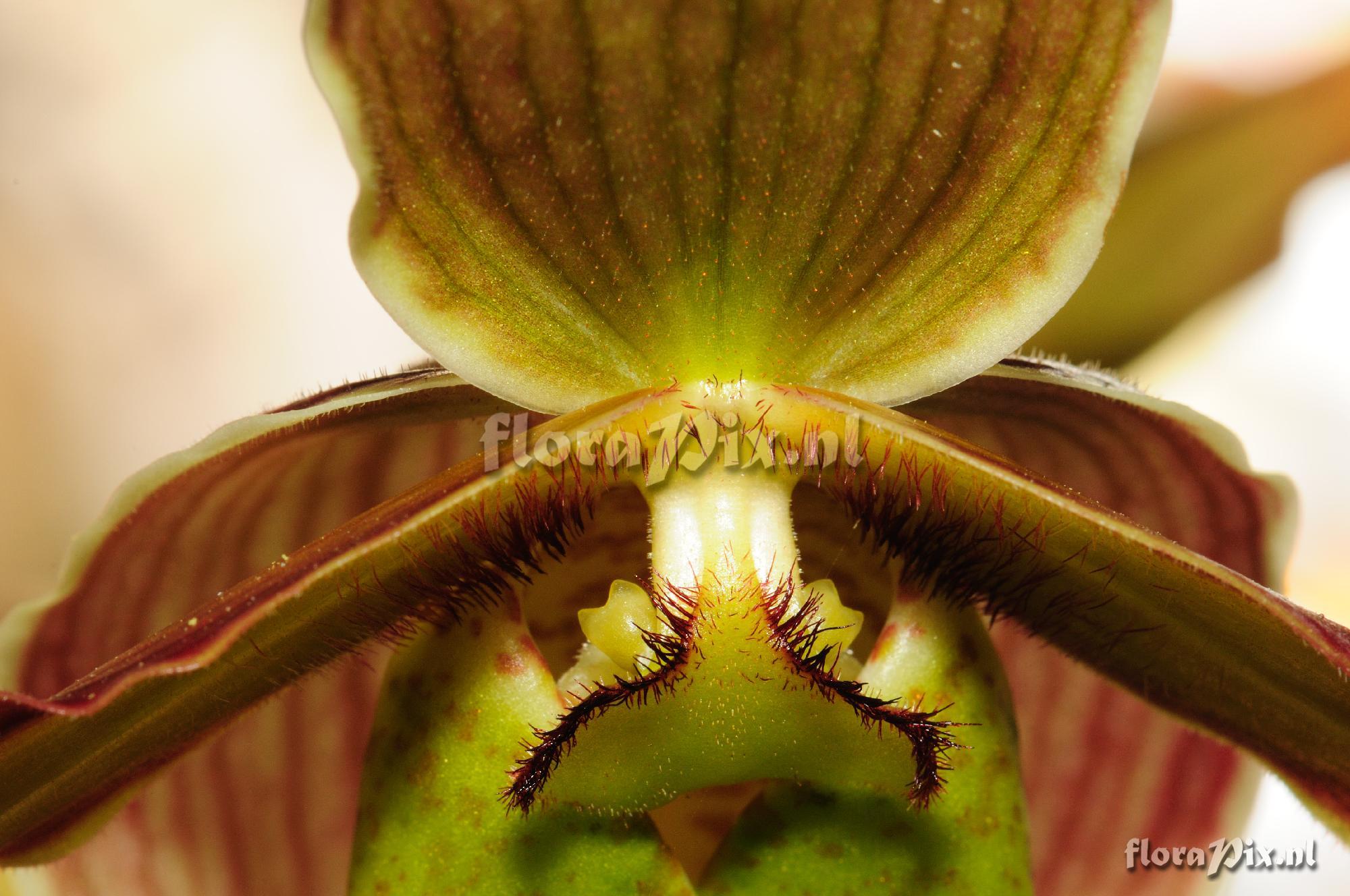 Phragmipedium Hybride