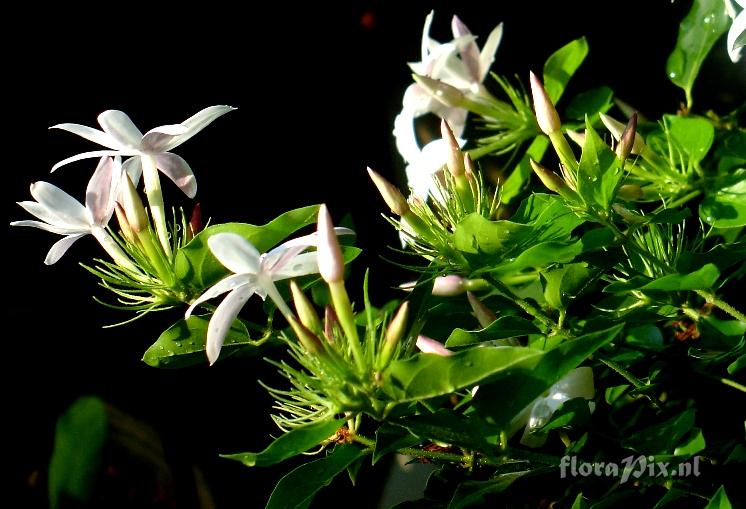 Jasminum sp.  Oleaceae