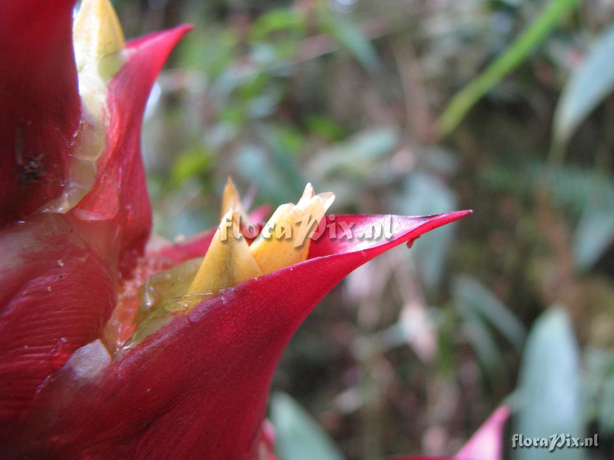 Mezobromelia capituligera