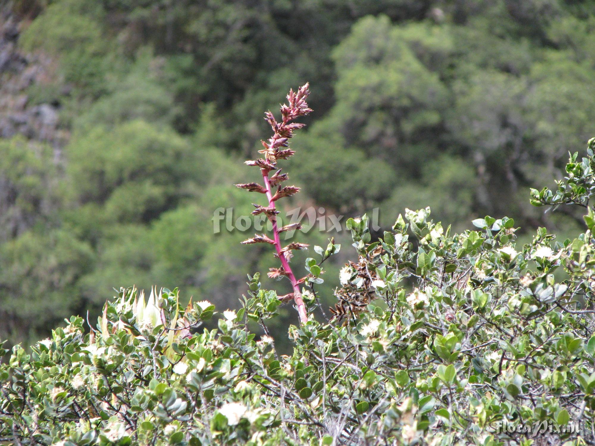 Tillandsia oroyensis