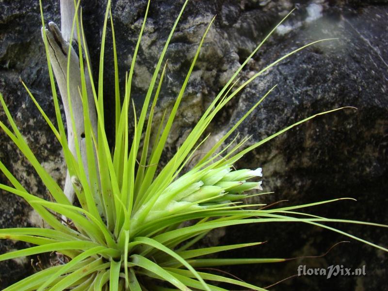 Tillandsia tenuifolia var alba ?