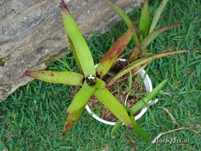 Neoregelia cyanea or martinelli or ... ?