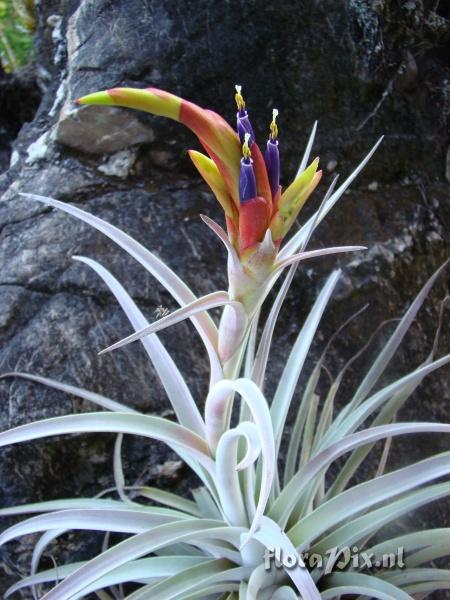 Tillandsia harrisii