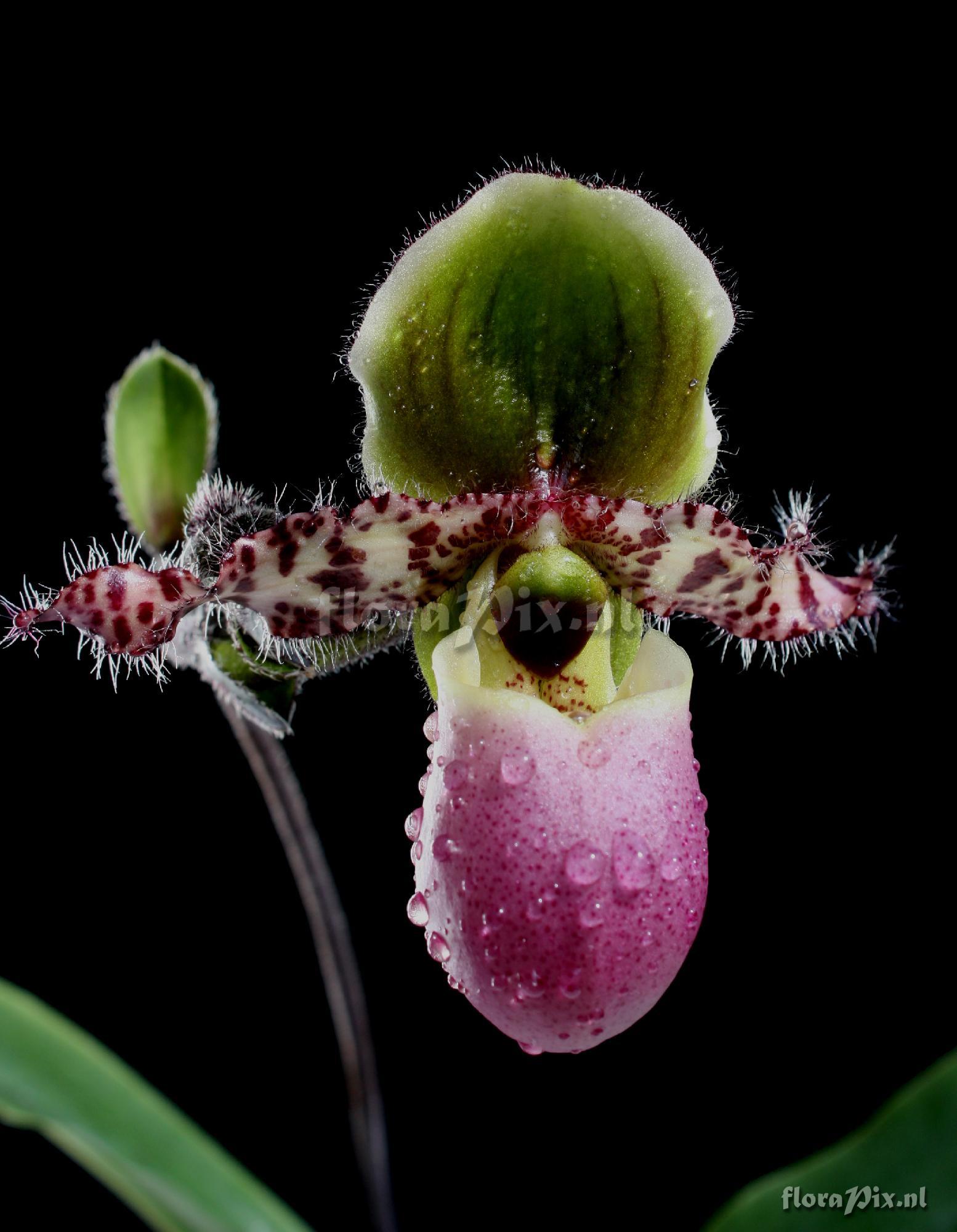 Paphiopedilum glaucophyllum [J.J.Smith.]Pfitzer