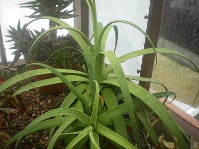 Agave bracteosa